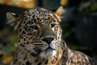 3 Women Killed: Fear-stricken Villagers in Uttarakhand's Pithoragarh Demand Killing of Leopard