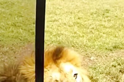 8-year-old Video Shows Tourist Touching Lion in Tanzania, And Then...