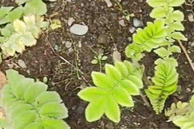 Vajradanti: Herbal Panacea For Dental And A Range Of Health Issues