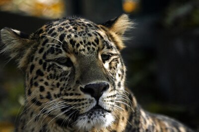 Leopard Captured in Mumbai's Aarey Colony, 2nd Feline to Be Caught in 5 Days