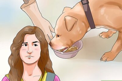 How to Get Your Dog Paid TV Appearances