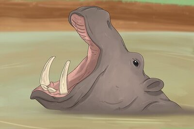 Why Hippos Are So Aggressive: An In-Depth Look