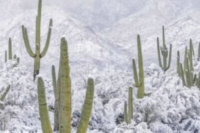 Picture Of Snowfall In North America’s Sonoran Desert Leaves Internet Stunned