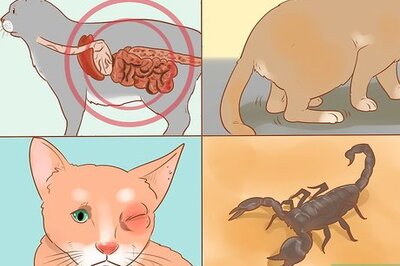 How to Diagnose and Treat Pancreatitis in Cats