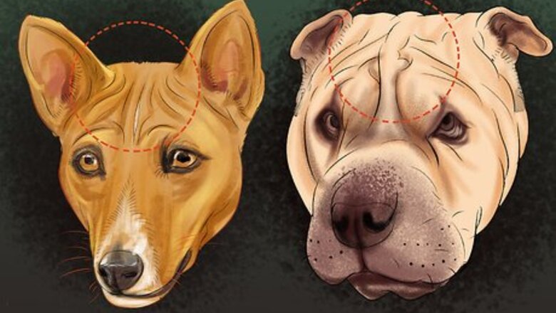 How to Identify a Basenji Dog