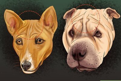 How to Identify a Basenji Dog