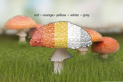 How to Identify Poisonous Mushrooms