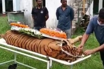 Goodbye Raja: The Oldest Royal Bengal Tiger of West Bengal