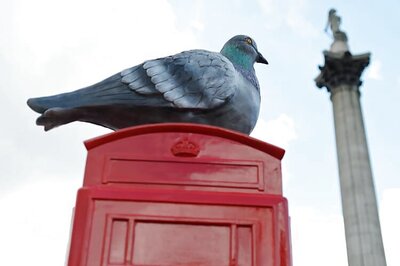 Pigeons are the new air pollution detectors in London