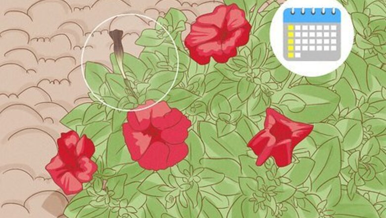 How to Prune Petunias