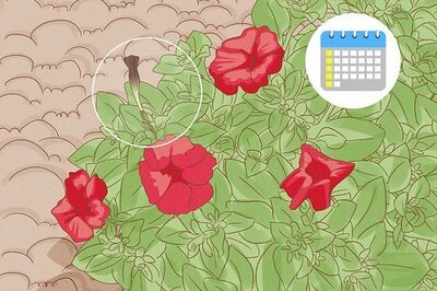 How to Prune Petunias
