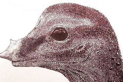 Fossil Embryo Dubbed The 'small Giant' Packs Surprises About A Big Dinosaur