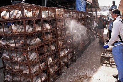 Delhi Declared Free From H5N8 Avian Influenza