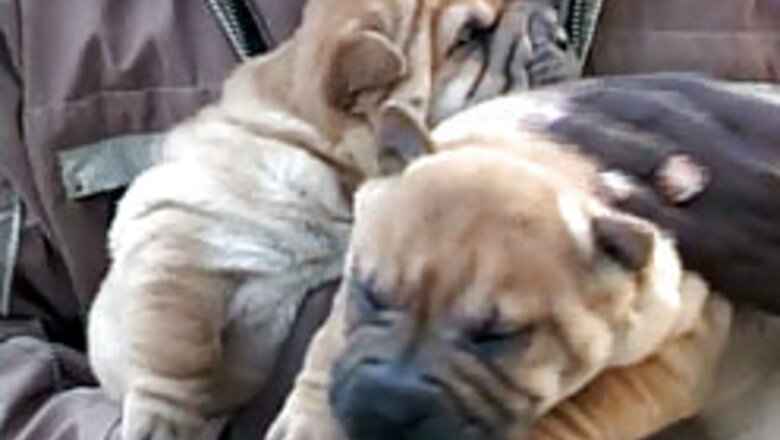 Ashton Kutcher pees with his dogs every morning