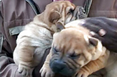 Ashton Kutcher pees with his dogs every morning