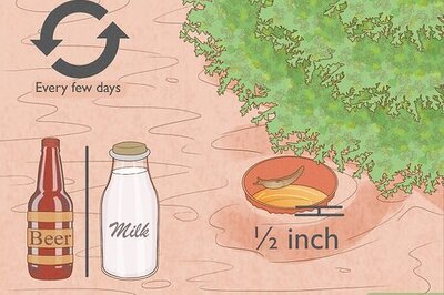 How to Get Rid of Garden Slugs