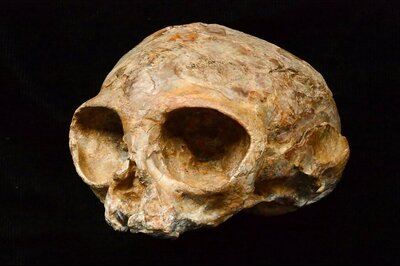Infant Ape Fossil Skull Illuminates Humankind's Remote Past