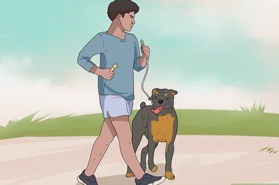 How to Introduce a Dog to Pet Chickens