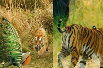 Tigress Attempts To Attack Peacock, What Happens Next Will Shock You