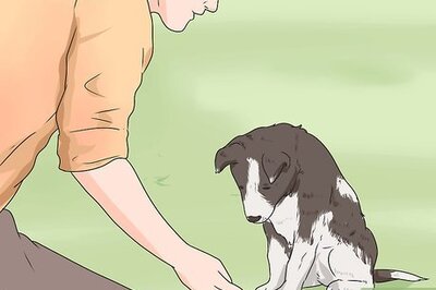 How to Train a Timid Dog