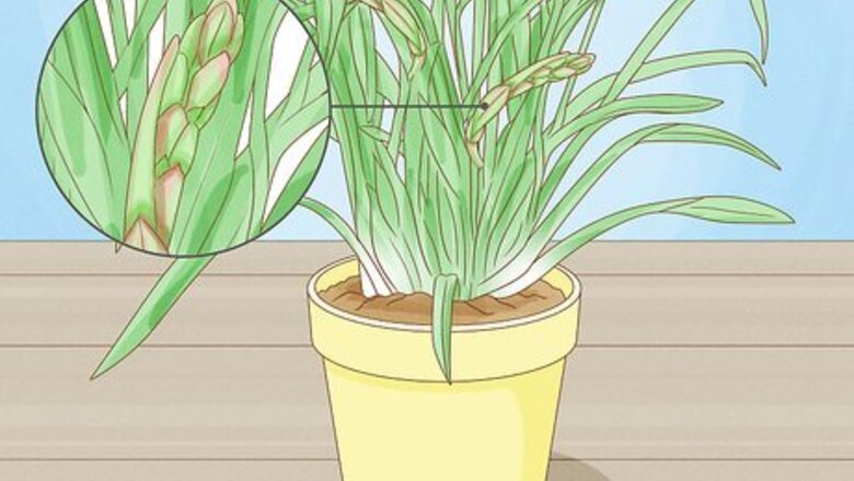 How to Grow Cymbidium Orchids