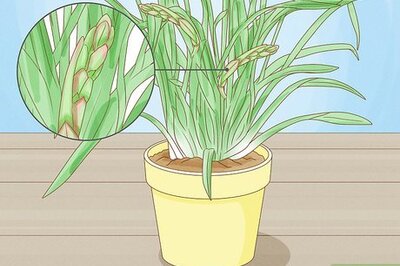 How to Grow Cymbidium Orchids