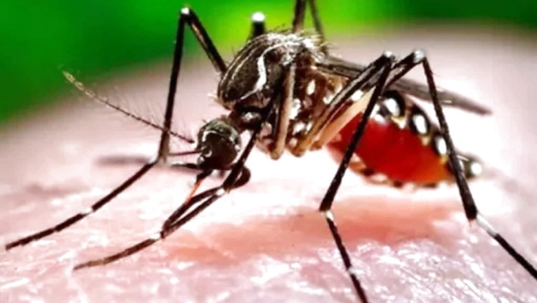 3 Children Die of Dengue in UP Village, Several Others Fall Ill