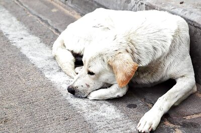 Uproar in Agra After Road Built Over Sleeping Dog, Activists Demand Action