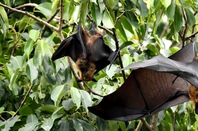 Can Shooing Away Bats Lead to Spread of Nipah? A New Fear for Worried Kerala