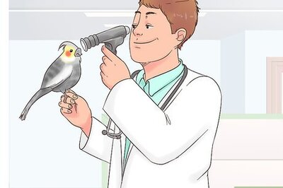 How to Treat Conjunctivitis in Cockatiels