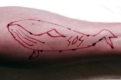 Bombay High Court Asks State Govt to Respond to PIL Seeking Ban on Blue Whale