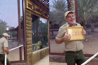 Watch: Zookeeper Challenges Lion For A Game Of Tug Of War And The Winner Is...