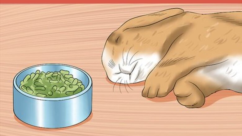 How to Treat Digestive Problems in Rabbits