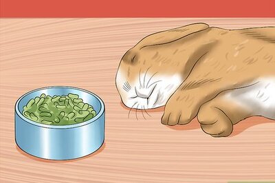 How to Treat Digestive Problems in Rabbits