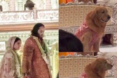 Anant Ambani's Pet Dog Steals The Show At Wedding In Adorable 'Sherwani'; Video Goes Viral | Watch