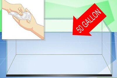 How to Care for a Rainbow Shark