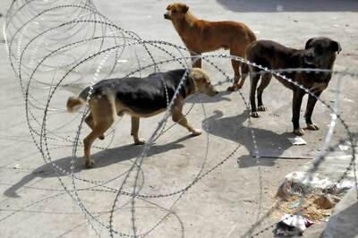 Dog that Bit 25 in Karachi Dead as Pakistan Grapples With Shortage of Anti-Rabies Vaccine