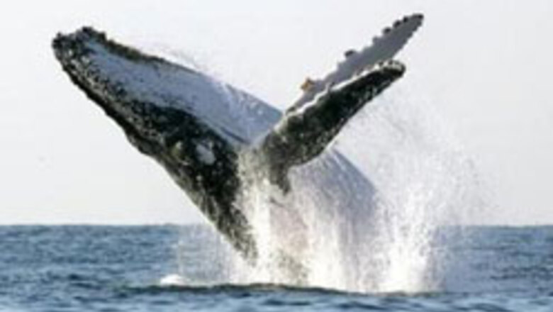 Humpback whales smarter than you think