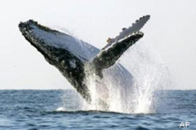 Humpback whales smarter than you think
