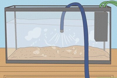 How to Keep Your Fish from Dying