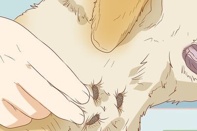 How to Remove Burs and Foxtails from Your Dog's Fur Coat