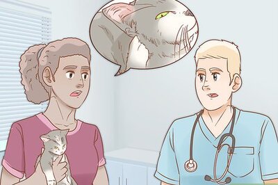 How to Treat Itchy Ears in Cats