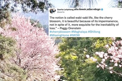 Cherry Blossom Season Hits Full Bloom in Shillong, Internet Shares Mesmerising Photos
