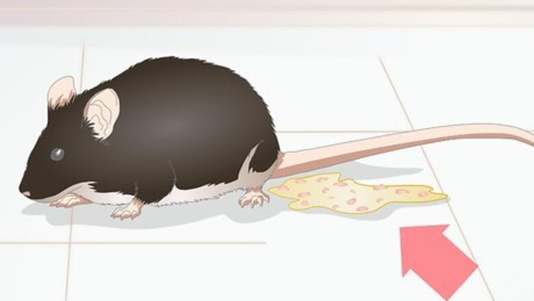 How to Identify Pinworms in Mice