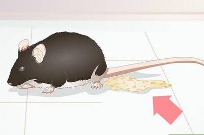 How to Identify Pinworms in Mice