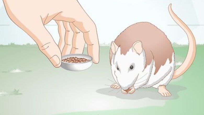 How to Help Your Fat Rat Lose Weight
