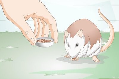 How to Help Your Fat Rat Lose Weight