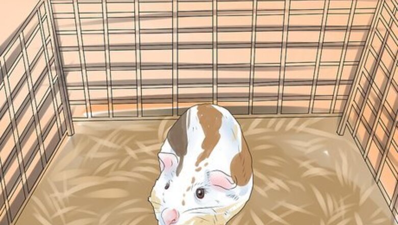 How to Prevent Bladder Stones in Guinea Pigs