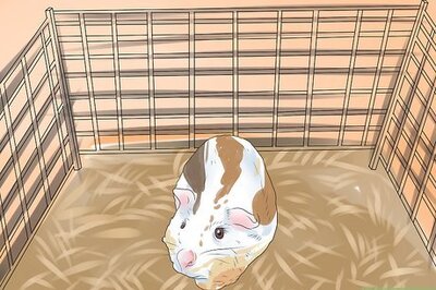 How to Prevent Bladder Stones in Guinea Pigs