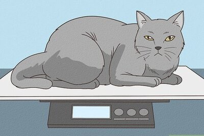 How to Tell if Your Cat is Overweight or Obese